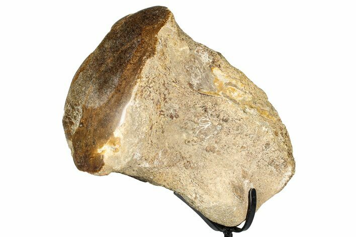 Polished Fossil Mosasaur Vertebra w/ Metal Stand - Texas #350881